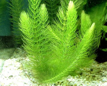 Tropical Live Aquarium Plants-The Set Pet