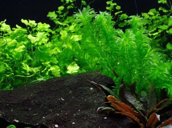 Tropical Live Aquarium Plants-The Set Pet