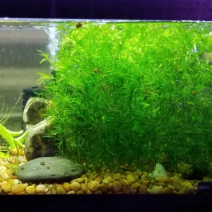 Aquarium Plant-The Set Pet