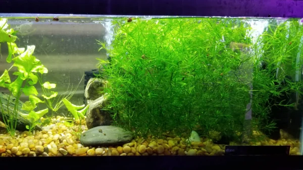 Aquarium Plant-The Set Pet