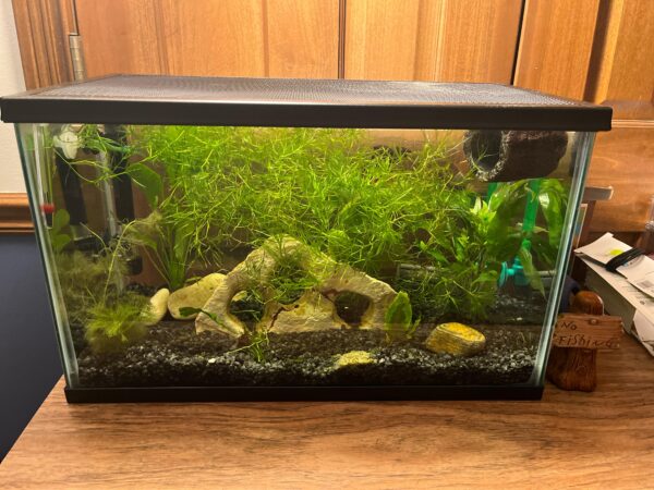 Aquarium Plant-The Set Pet