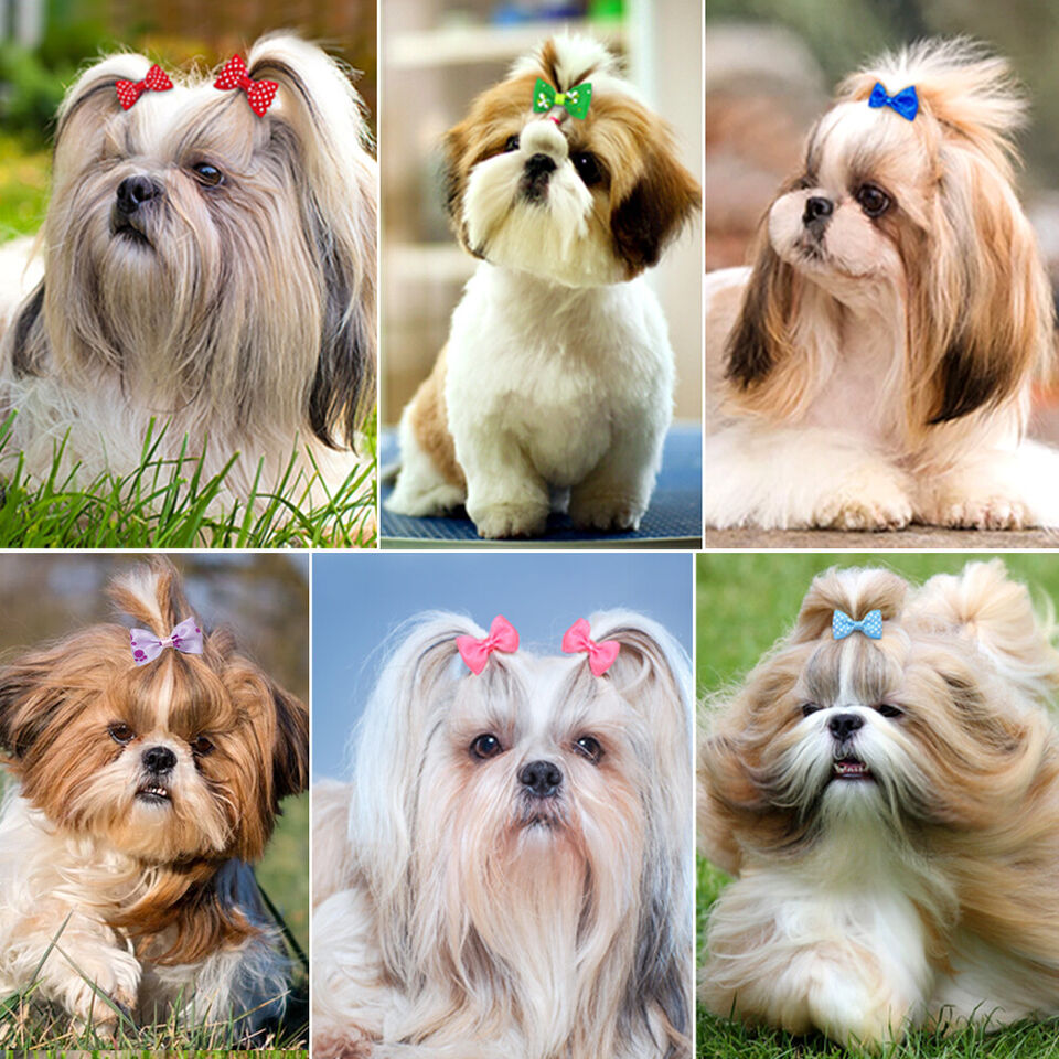 Dog Hair Bows -The Set Pet