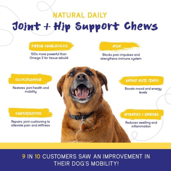 Joint Support Supplement-The Set Pet