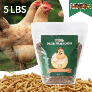 Dried Mealworms -thesetpet