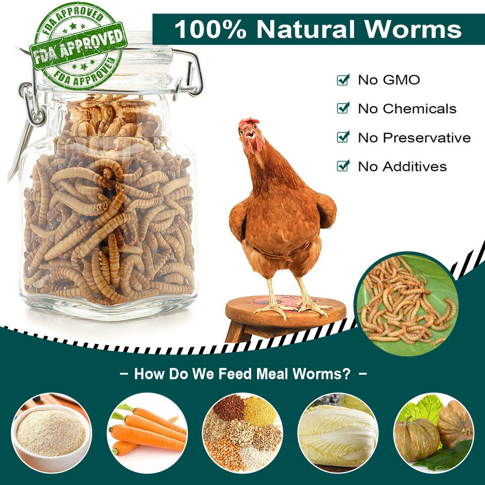 Bulk Dried Mealworms -thesetpet