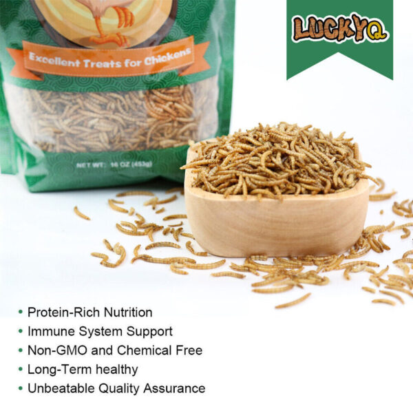 Bulk Dried Mealworms -thesetpet